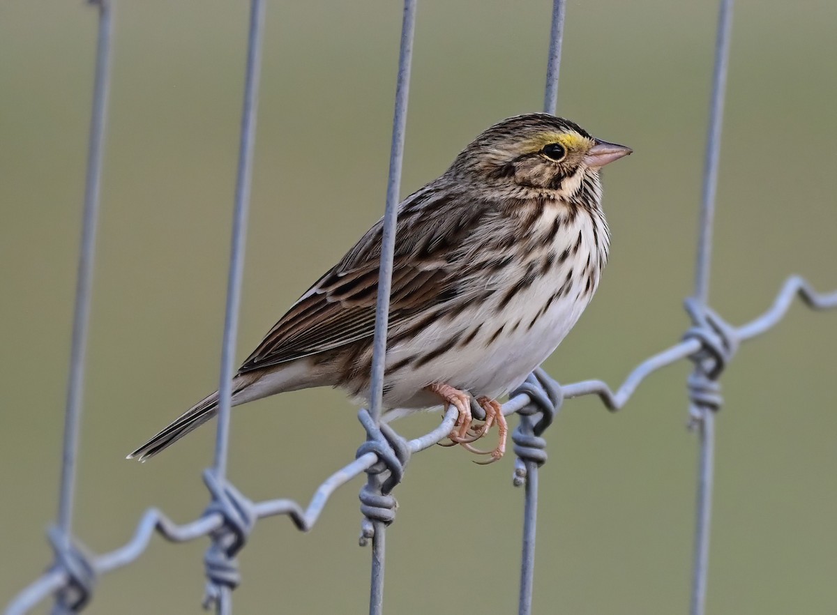 Savannah Sparrow - ML646233776