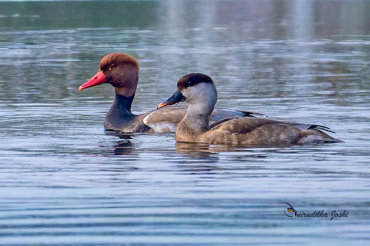 Red-crested Pochard - ML646233781