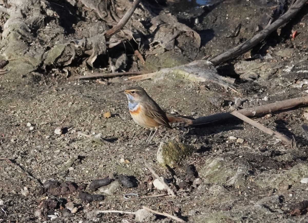 Papourdina - ML646233782