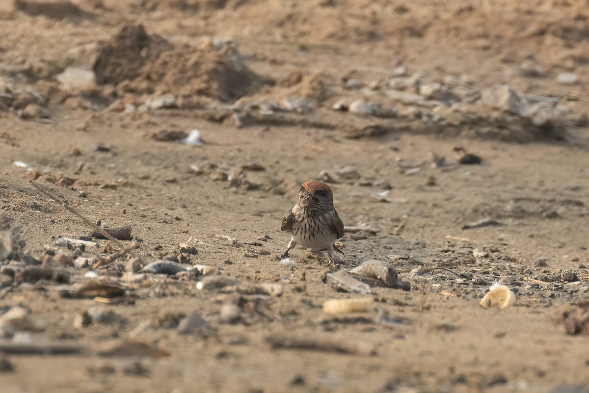 Enara indiarra - ML646233783