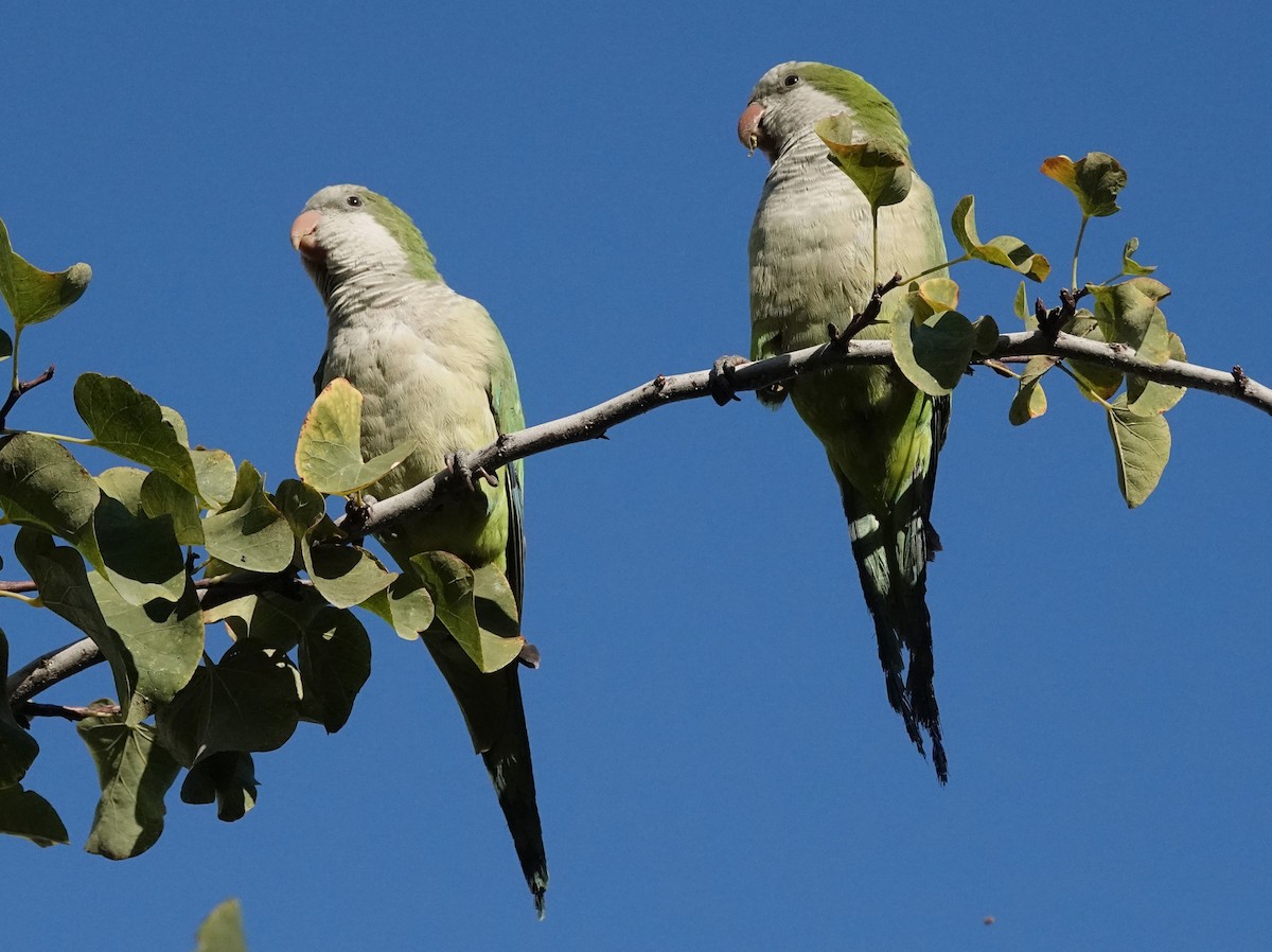 Papagai bulargrisa - ML646233786