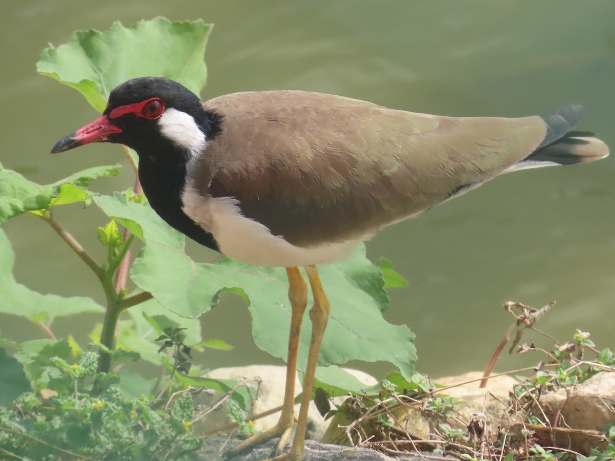 インドトサカゲリ - ML646233787