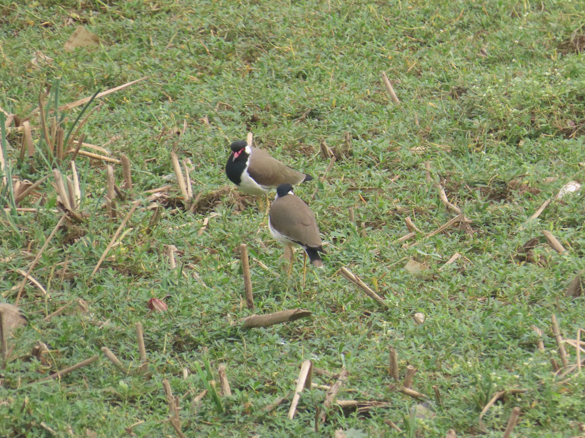 インドトサカゲリ - ML646233789