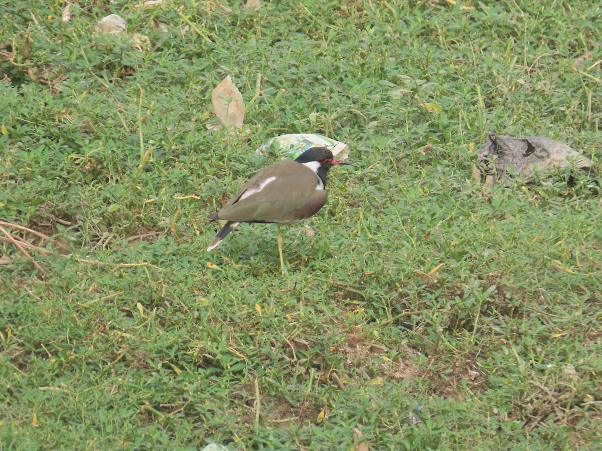 インドトサカゲリ - ML646233790