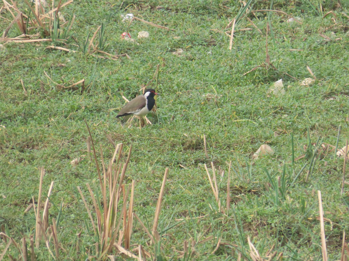 インドトサカゲリ - ML646233791