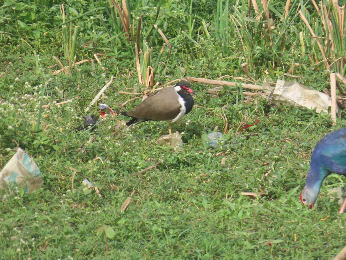 インドトサカゲリ - ML646233792