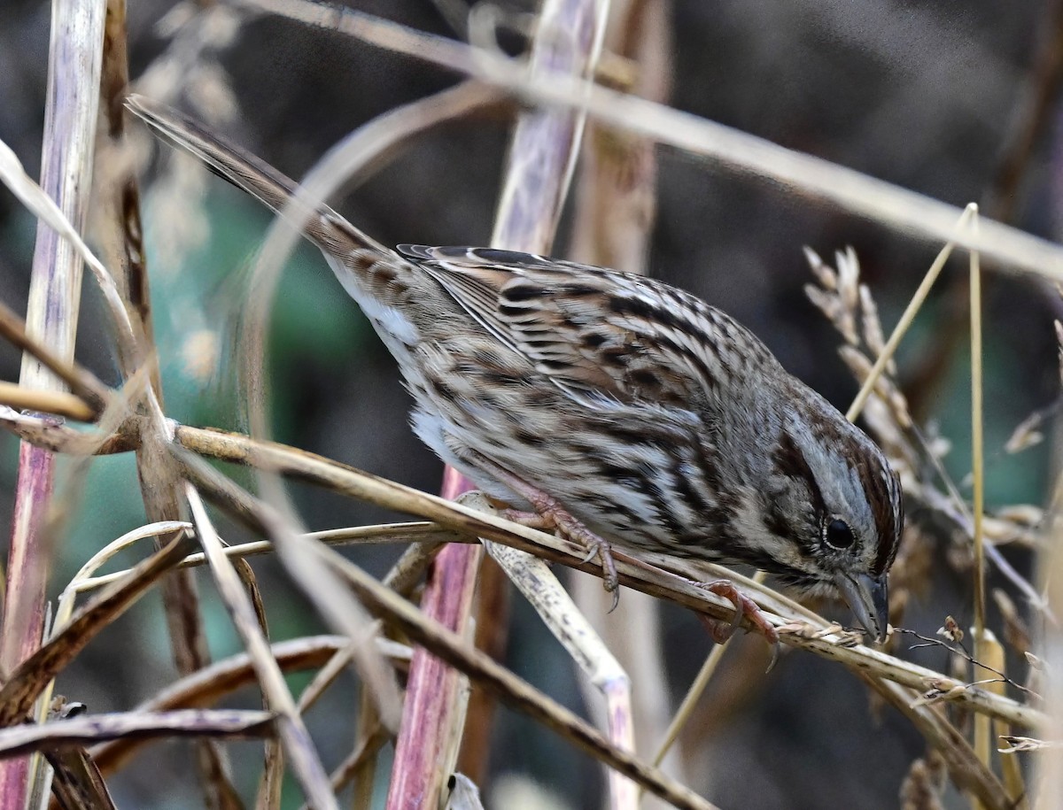 Song Sparrow - ML646233793