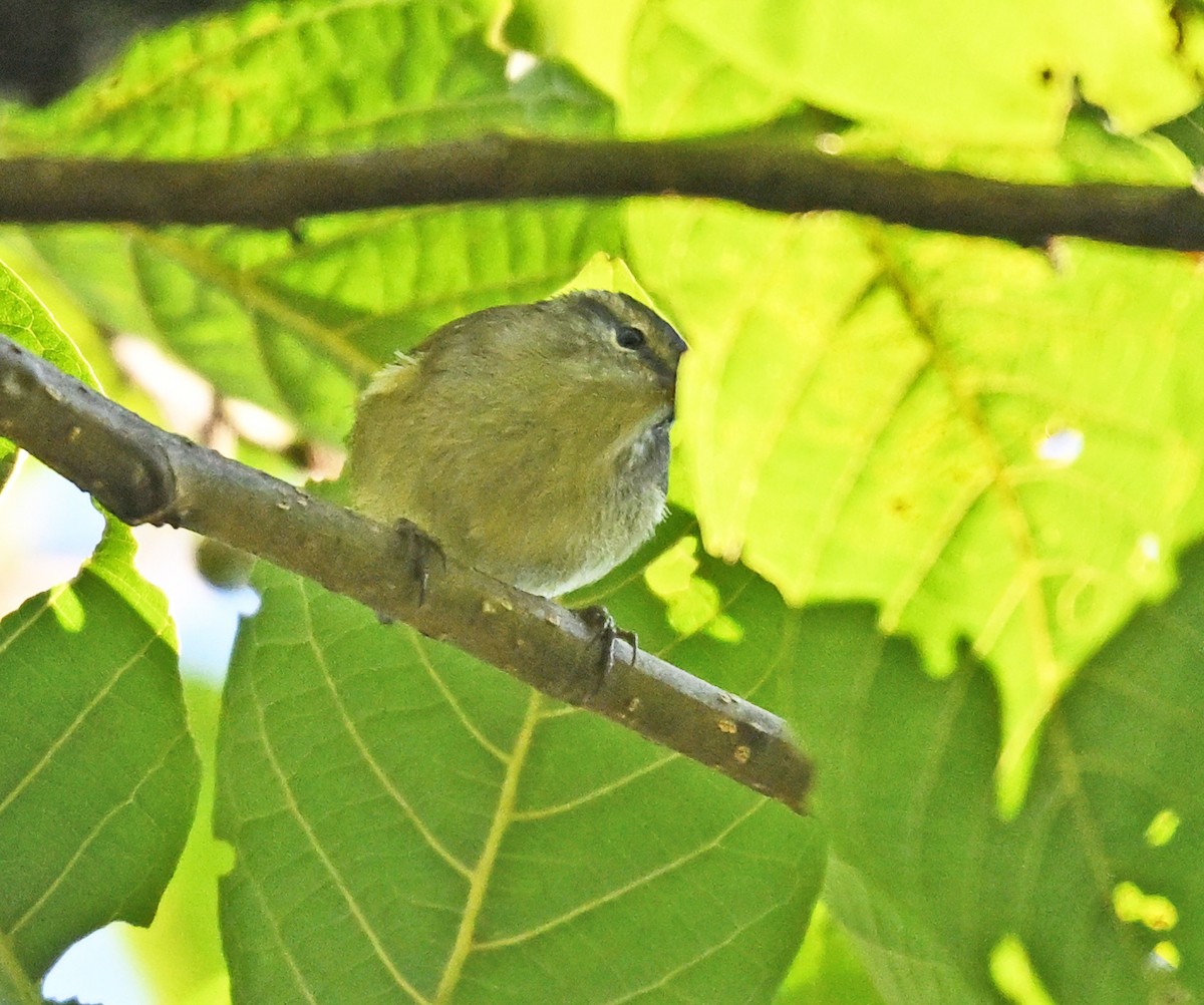 Buff-barred Warbler - ML646233794
