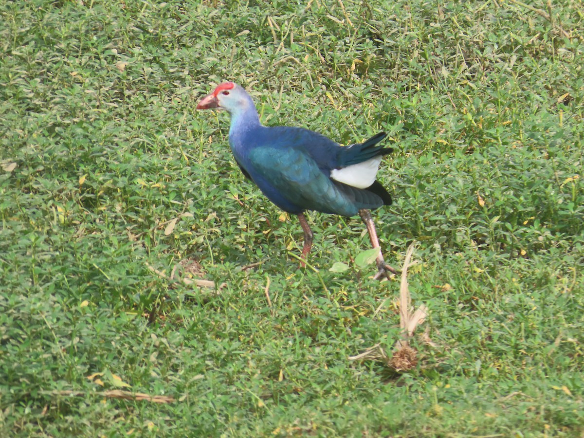 ハイガシラセイケイ - ML646233795