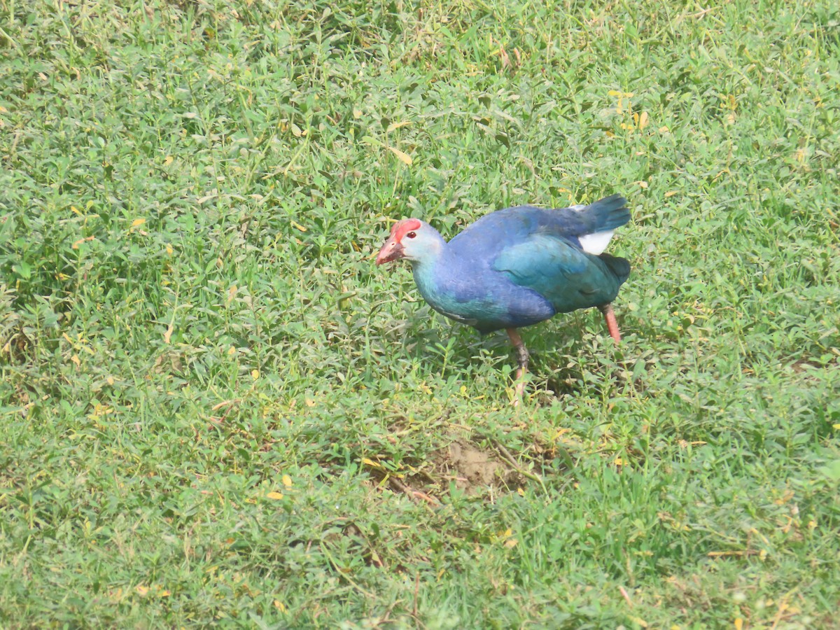 ハイガシラセイケイ - ML646233796