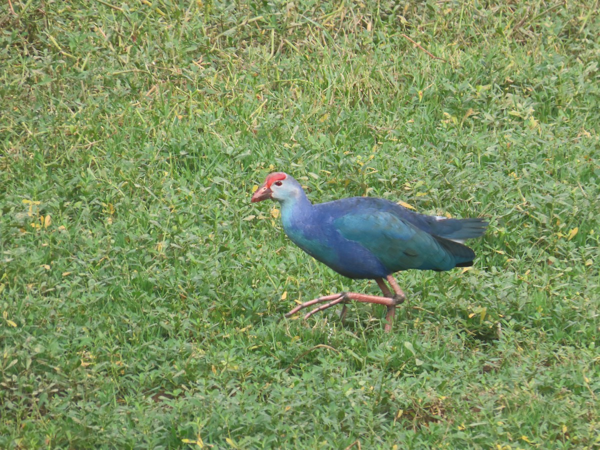 ハイガシラセイケイ - ML646233797