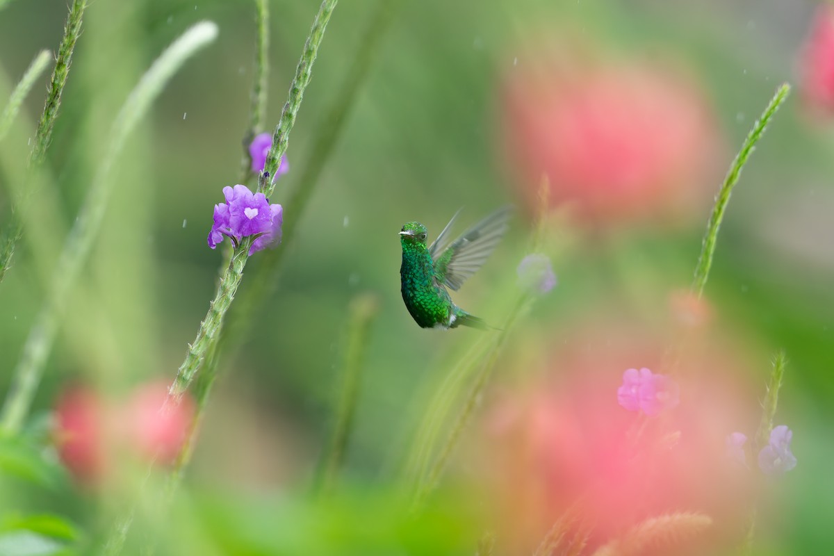 エンビヒメエメラルドハチドリ - ML646233798