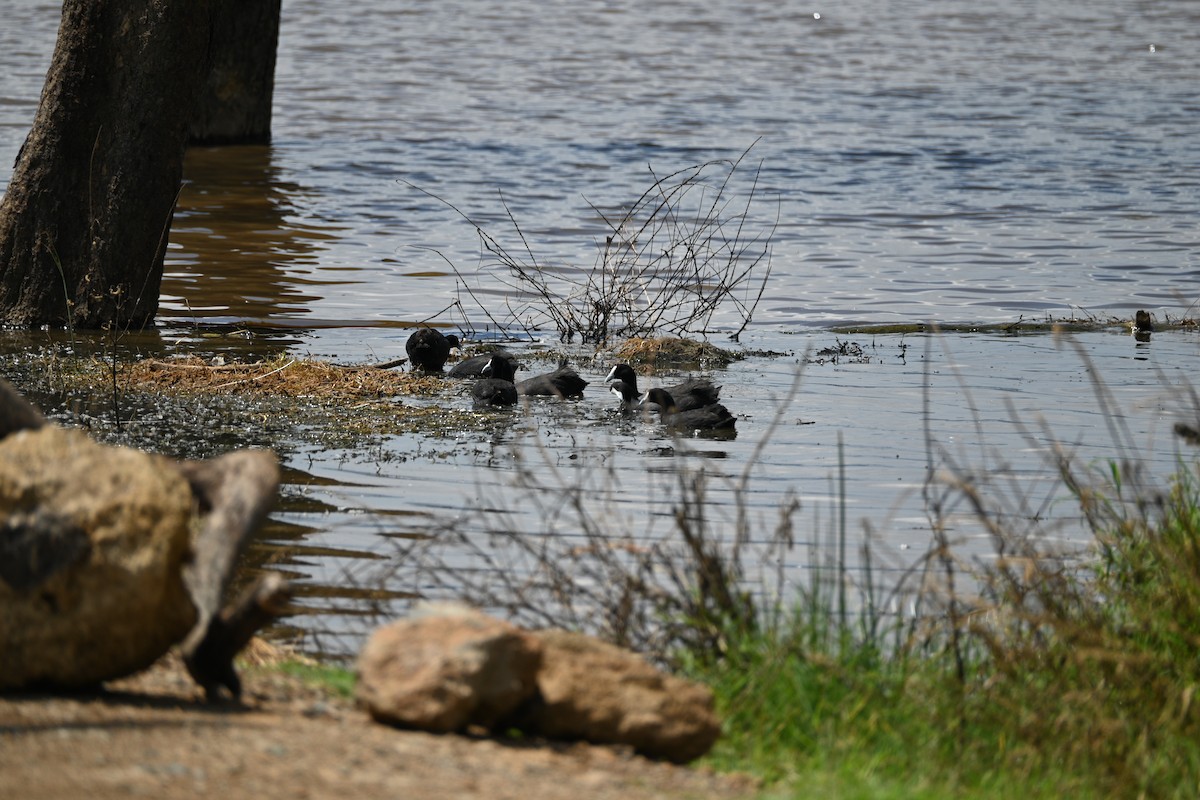 アフリカオオバン - ML646233799