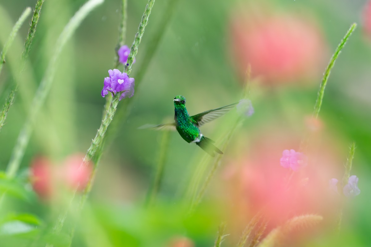 エンビヒメエメラルドハチドリ - ML646233800