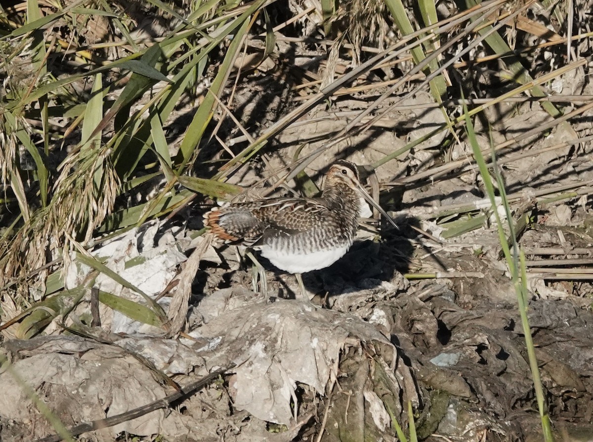 タシギ - ML646233801