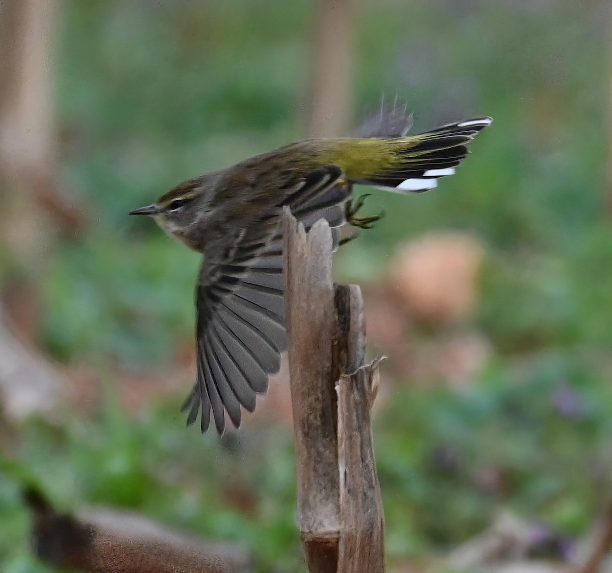 ヤシアメリカムシクイ - ML646233802