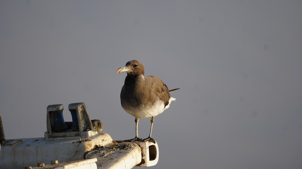 アカエリヒレアシシギ - ML646233803