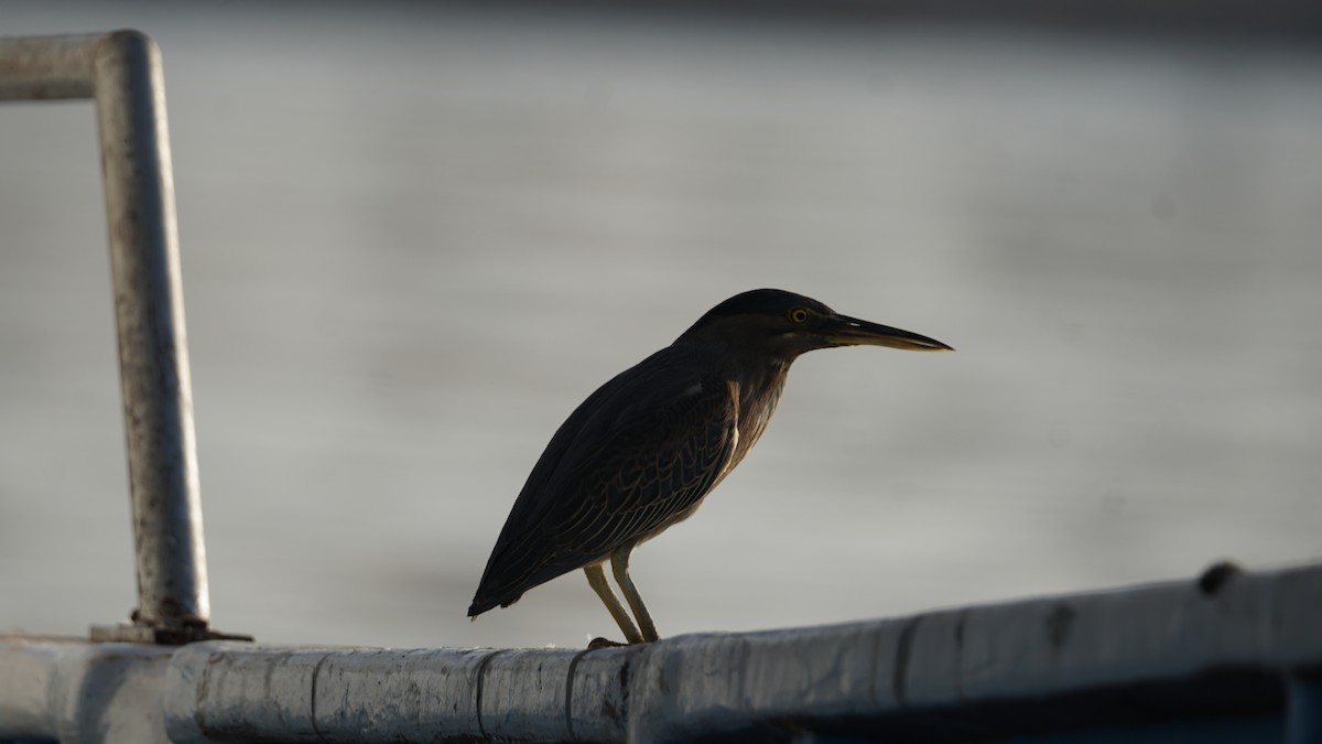 アカエリヒレアシシギ - ML646233804