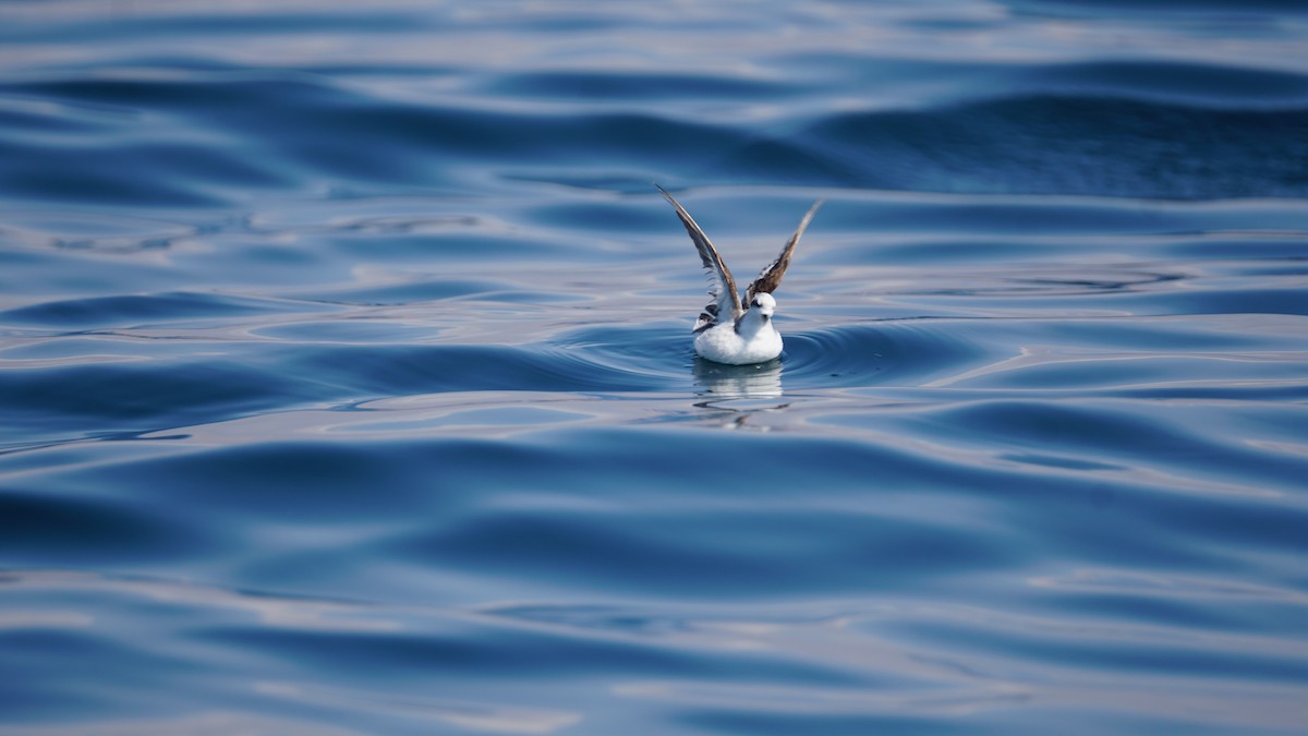 アカエリヒレアシシギ - ML646233805