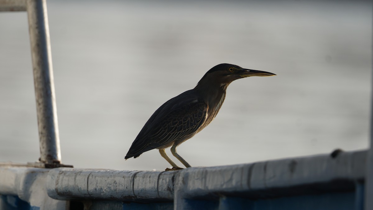 アカエリヒレアシシギ - ML646233807