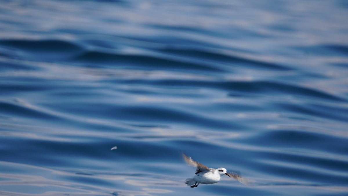 アカエリヒレアシシギ - ML646233809