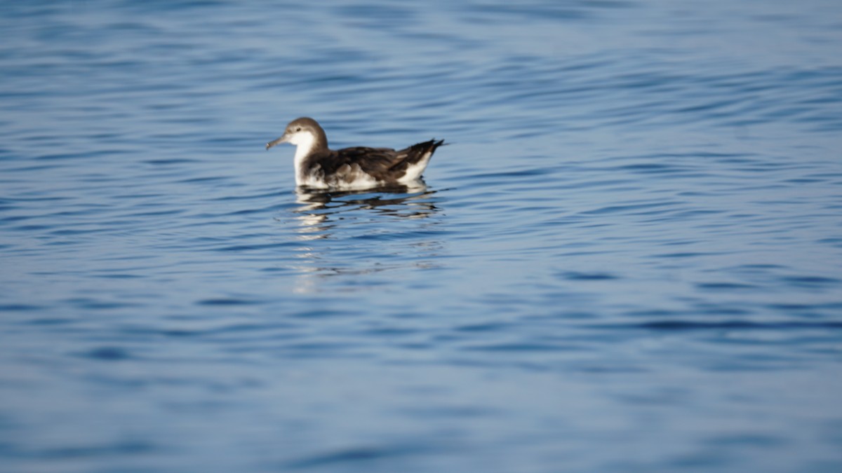 アカエリヒレアシシギ - ML646233810