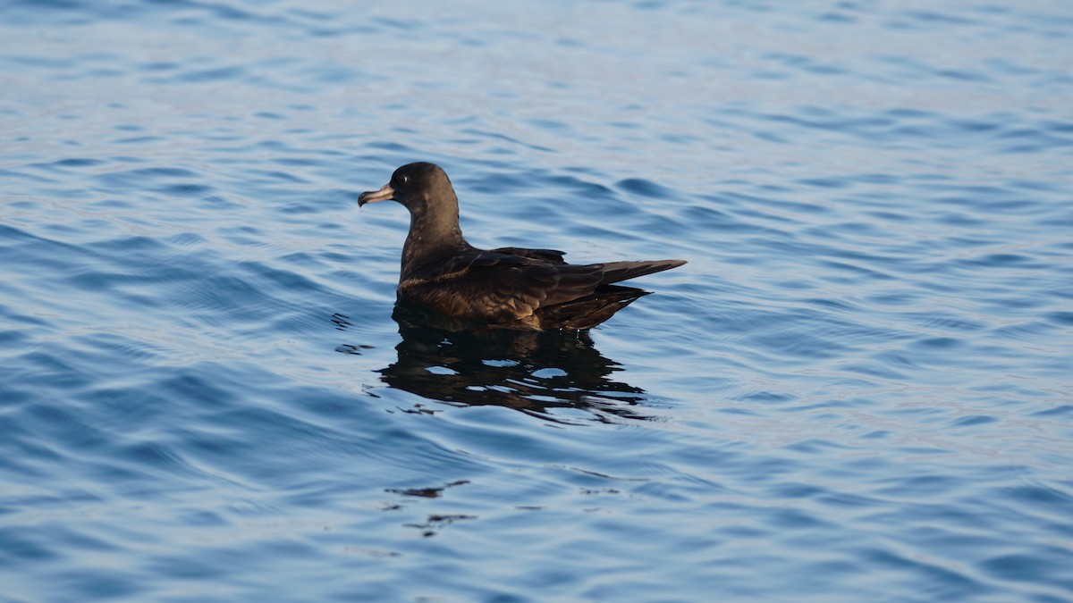 アカエリヒレアシシギ - ML646233811