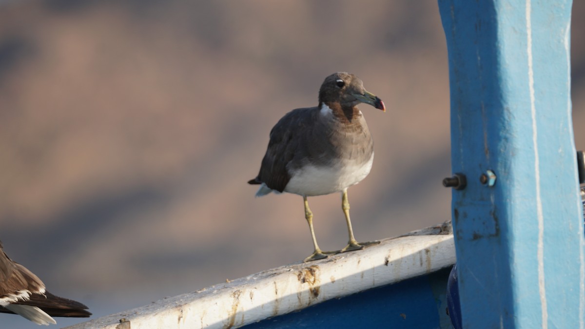 Sooty Gull - ML646233814