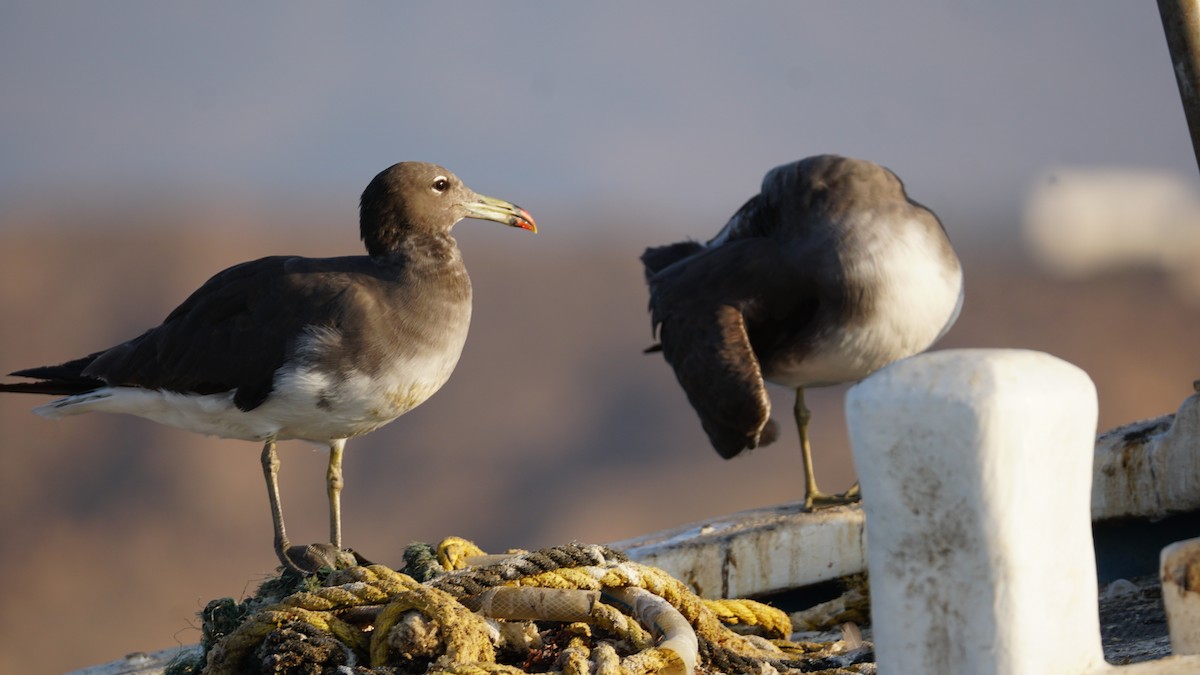 Sooty Gull - ML646233816
