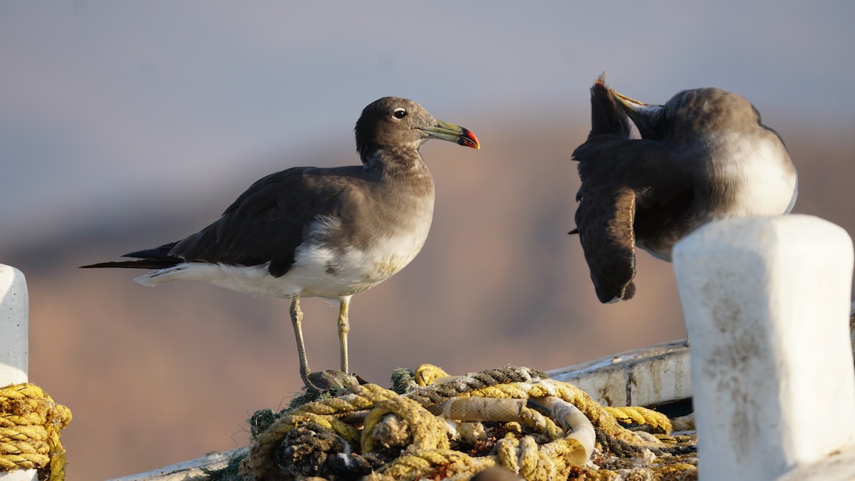 アカエリヒレアシシギ - ML646233819