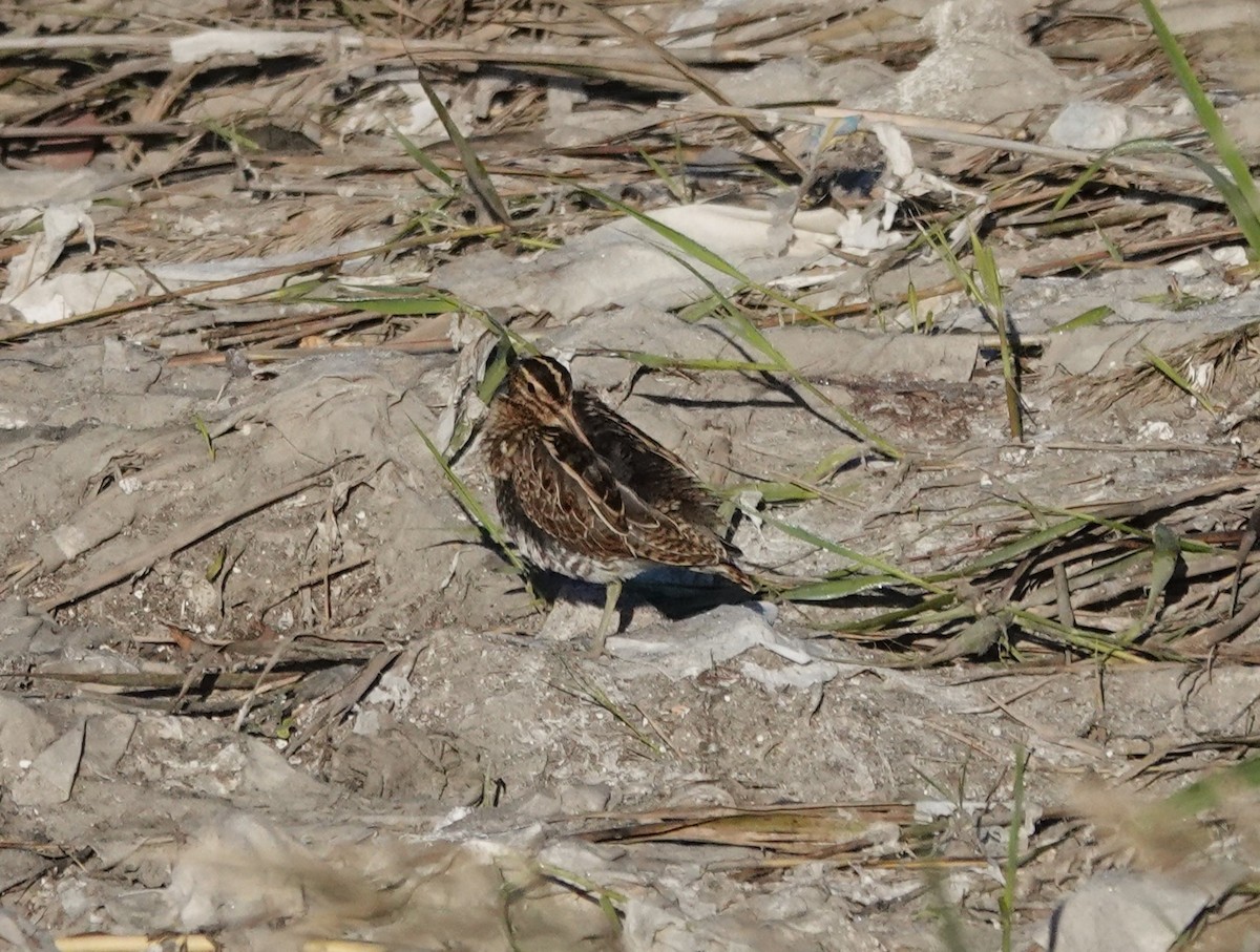 タシギ - ML646233822