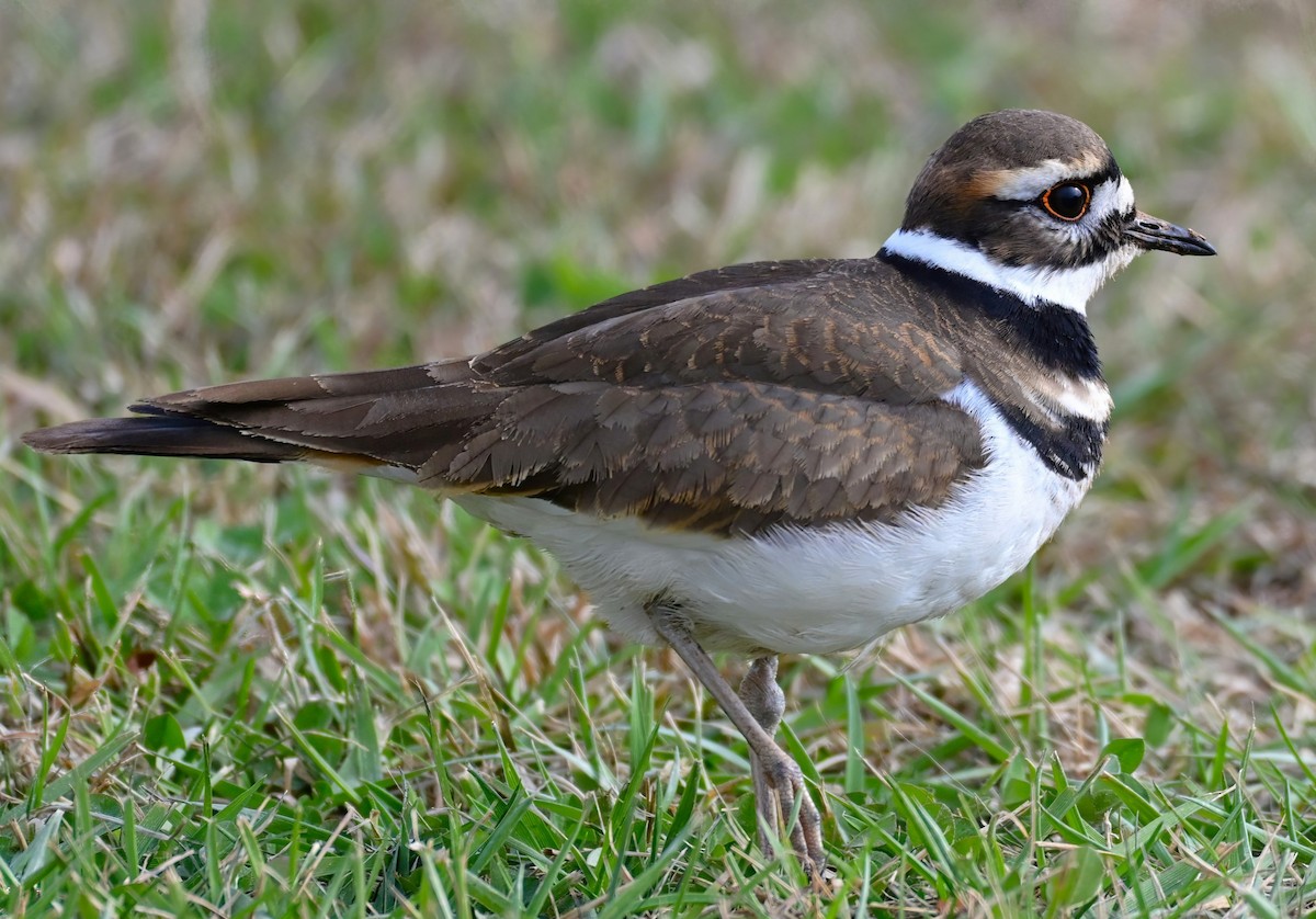 フタオビチドリ - ML646233823