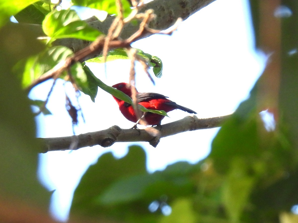 ベニフウキンチョウ - ML646233824