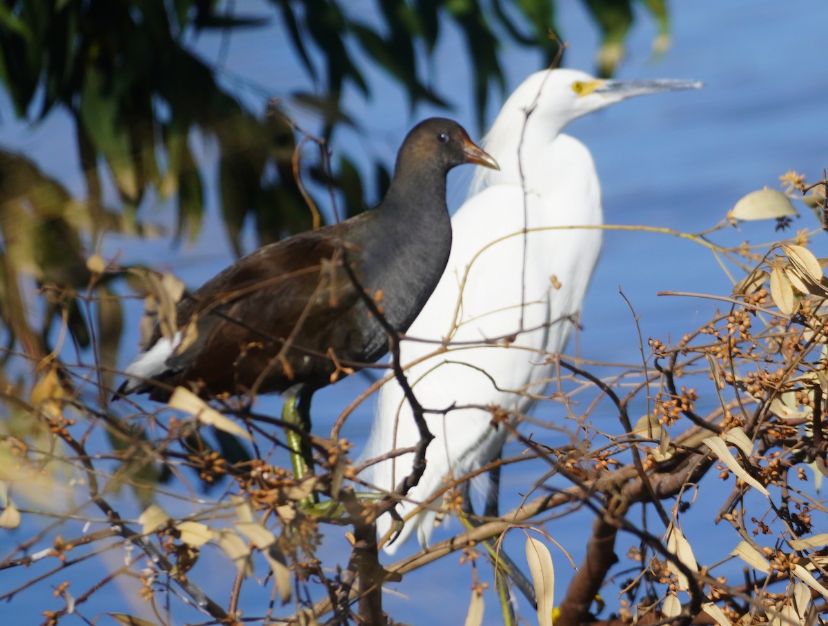 アメリカバン - ML646233825