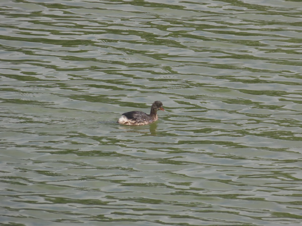 カイツブリ - ML646233826