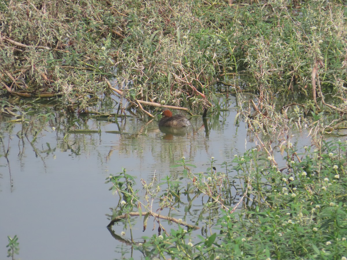 カイツブリ - ML646233827