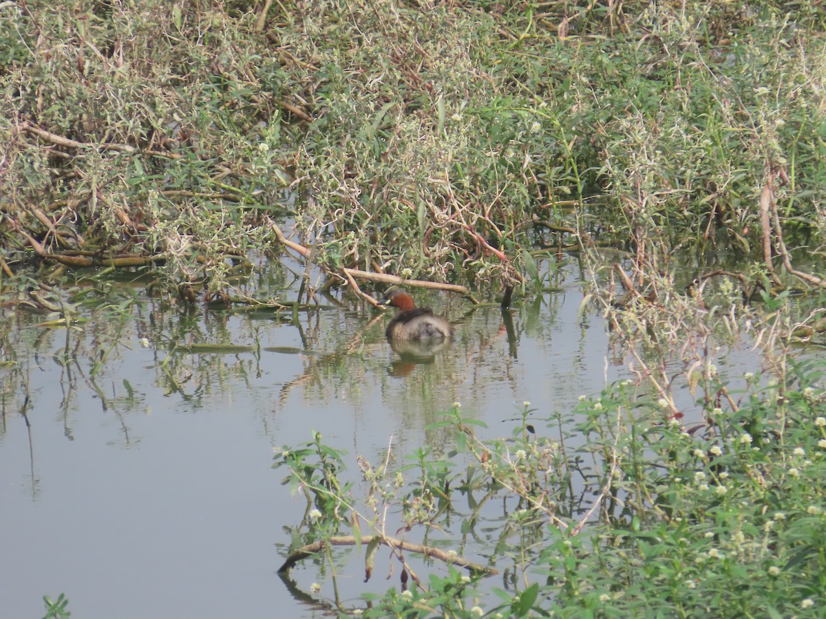 カイツブリ - ML646233828