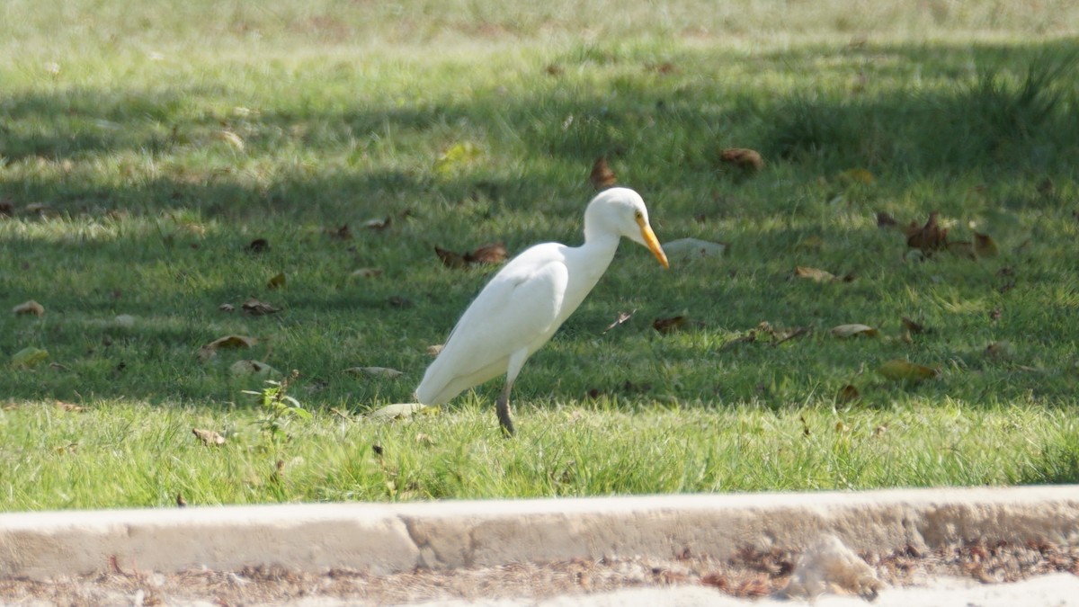 Сизый голубь - ML646233829