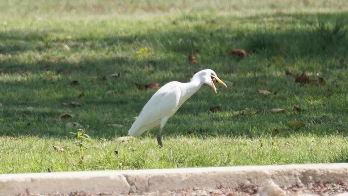 Сизый голубь - ML646233830