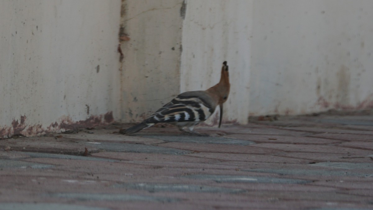 Сизый голубь - ML646233832