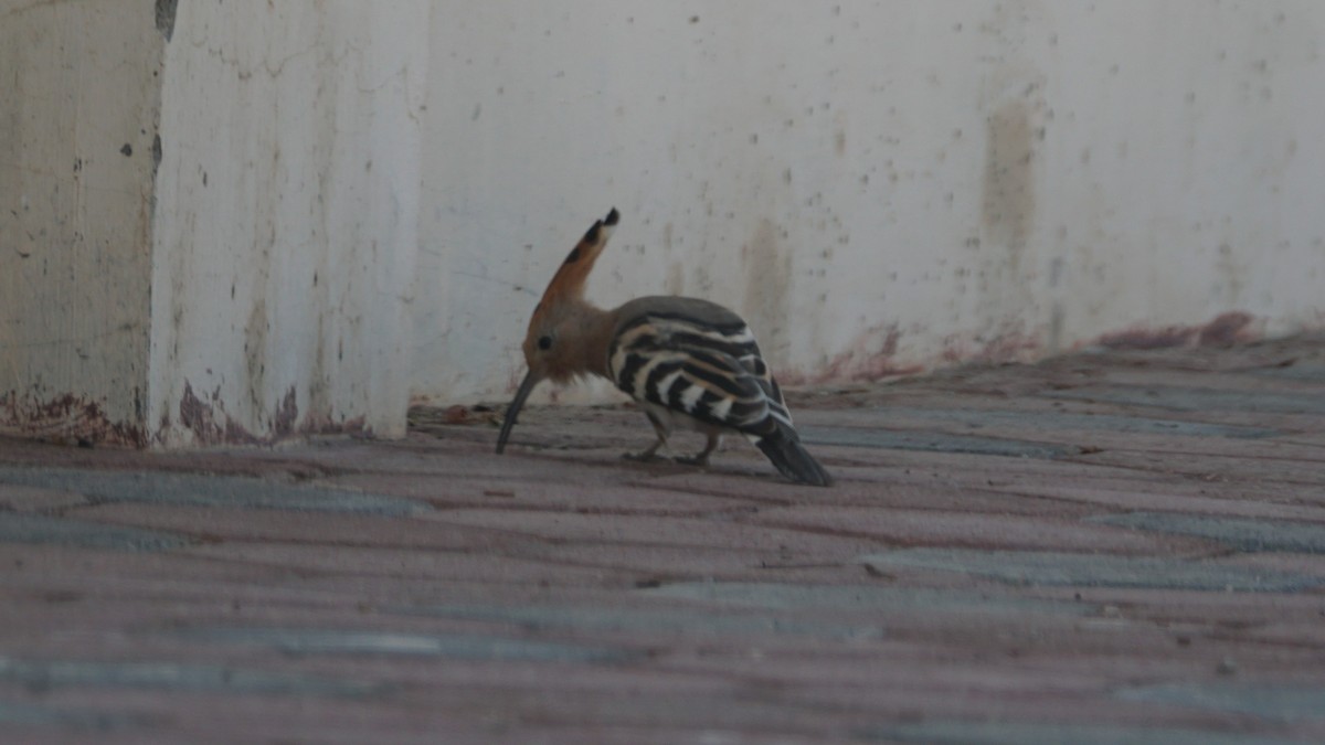 Сизый голубь - ML646233834