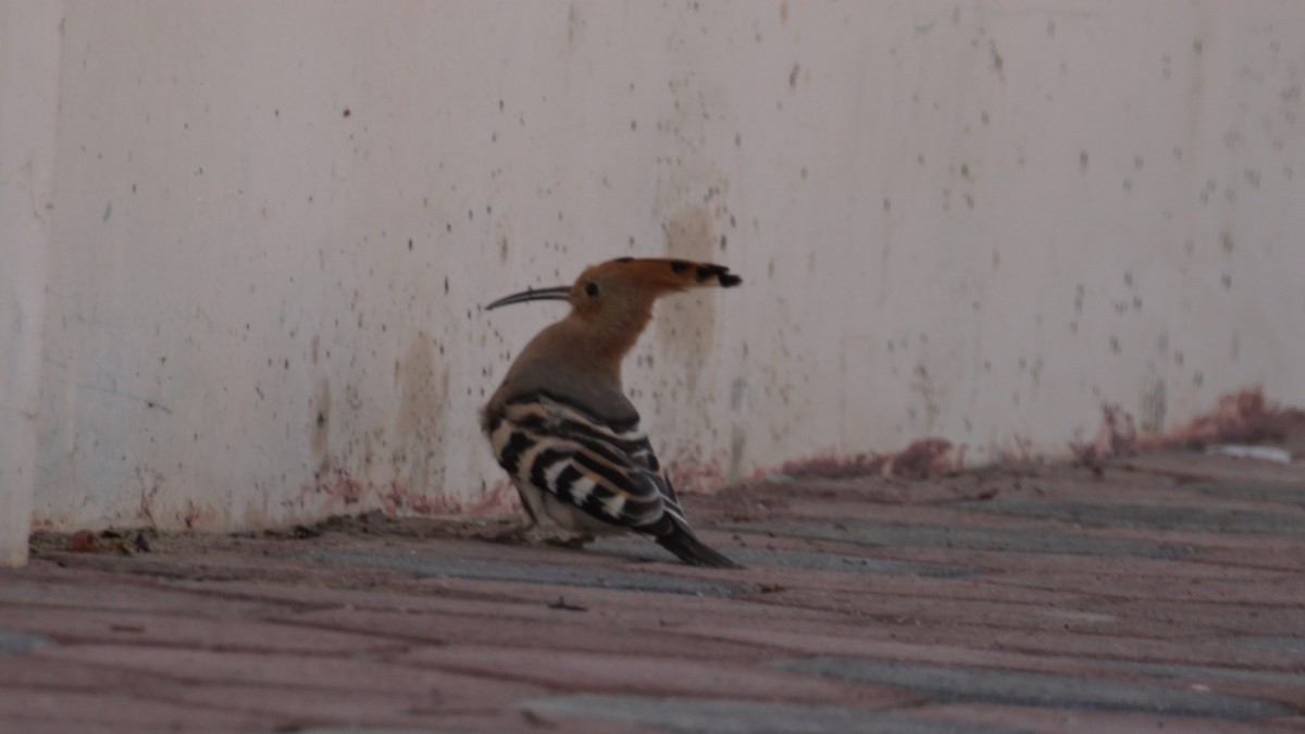 Сизый голубь - ML646233835