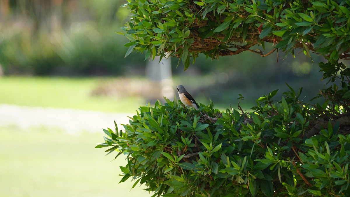 Сизый голубь - ML646233836