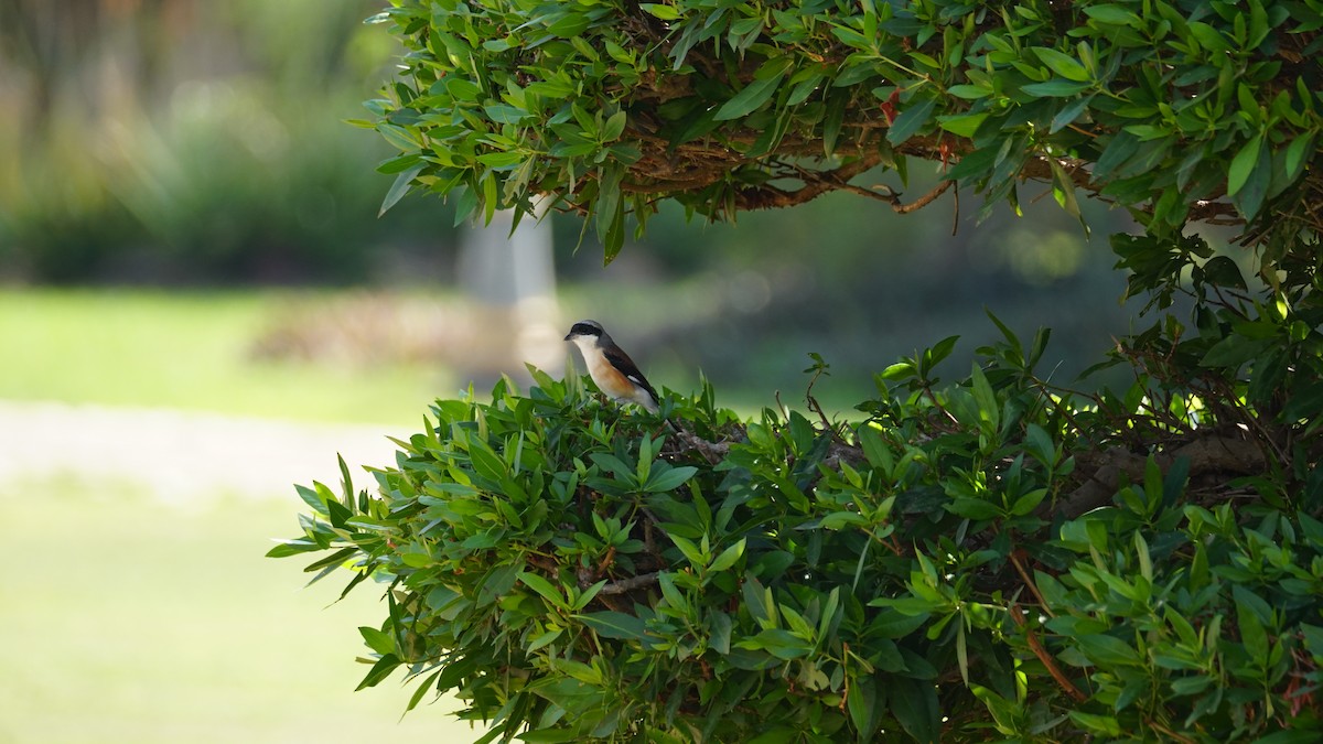 Сизый голубь - ML646233837