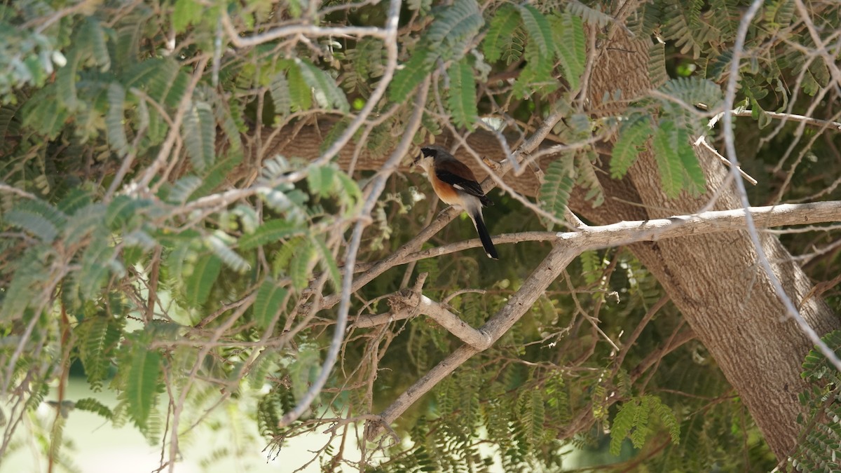 Сизый голубь - ML646233839