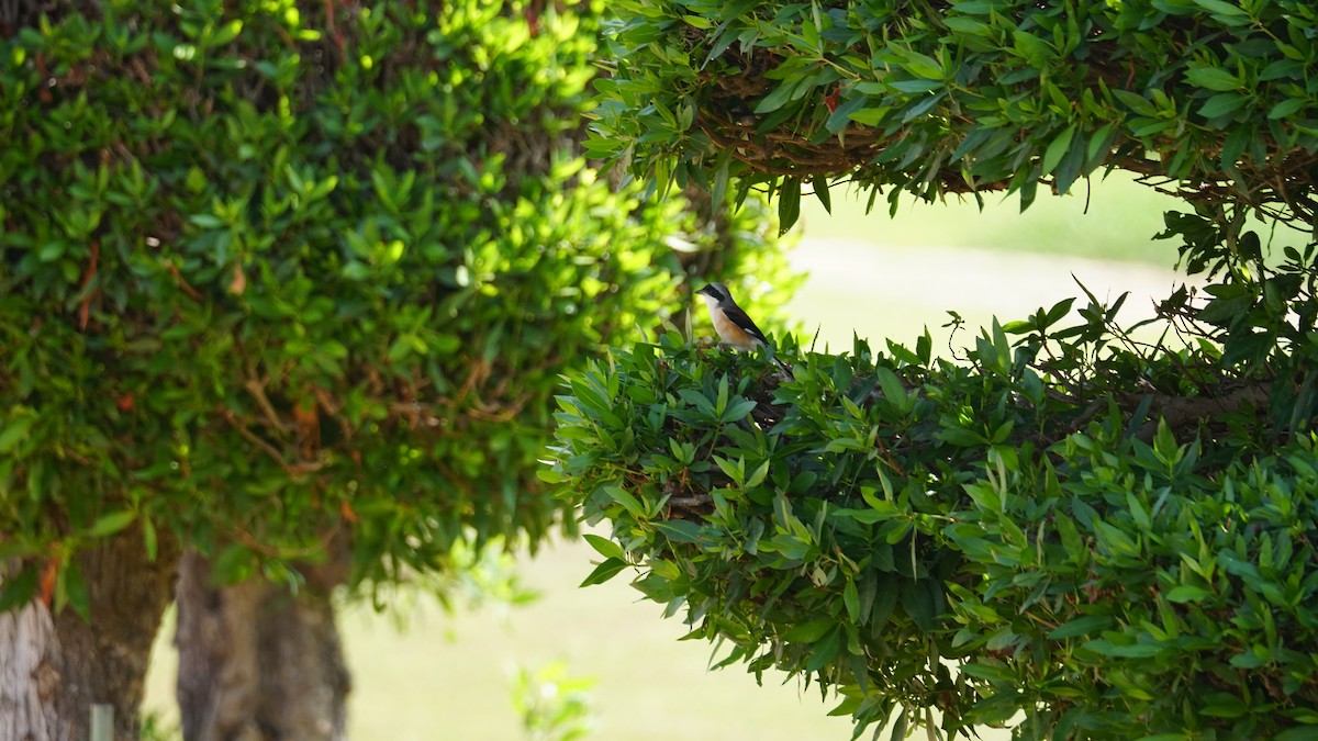 Сизый голубь - ML646233840