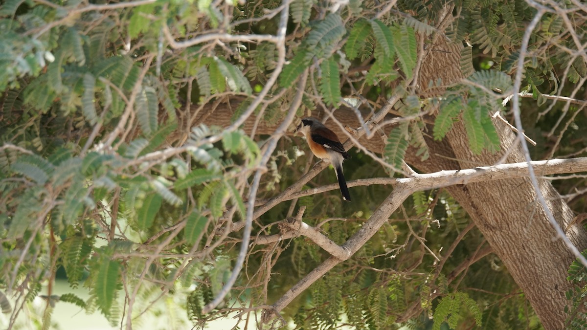 Сизый голубь - ML646233841