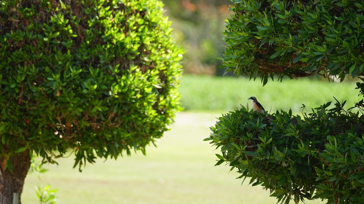 Сизый голубь - ML646233842