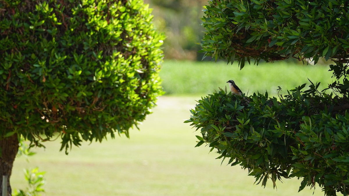 Сизый голубь - ML646233843