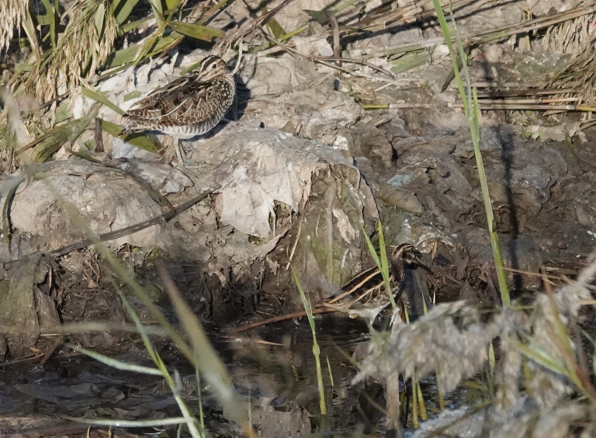 タシギ - ML646233844